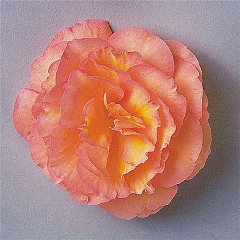 桃紅漸變